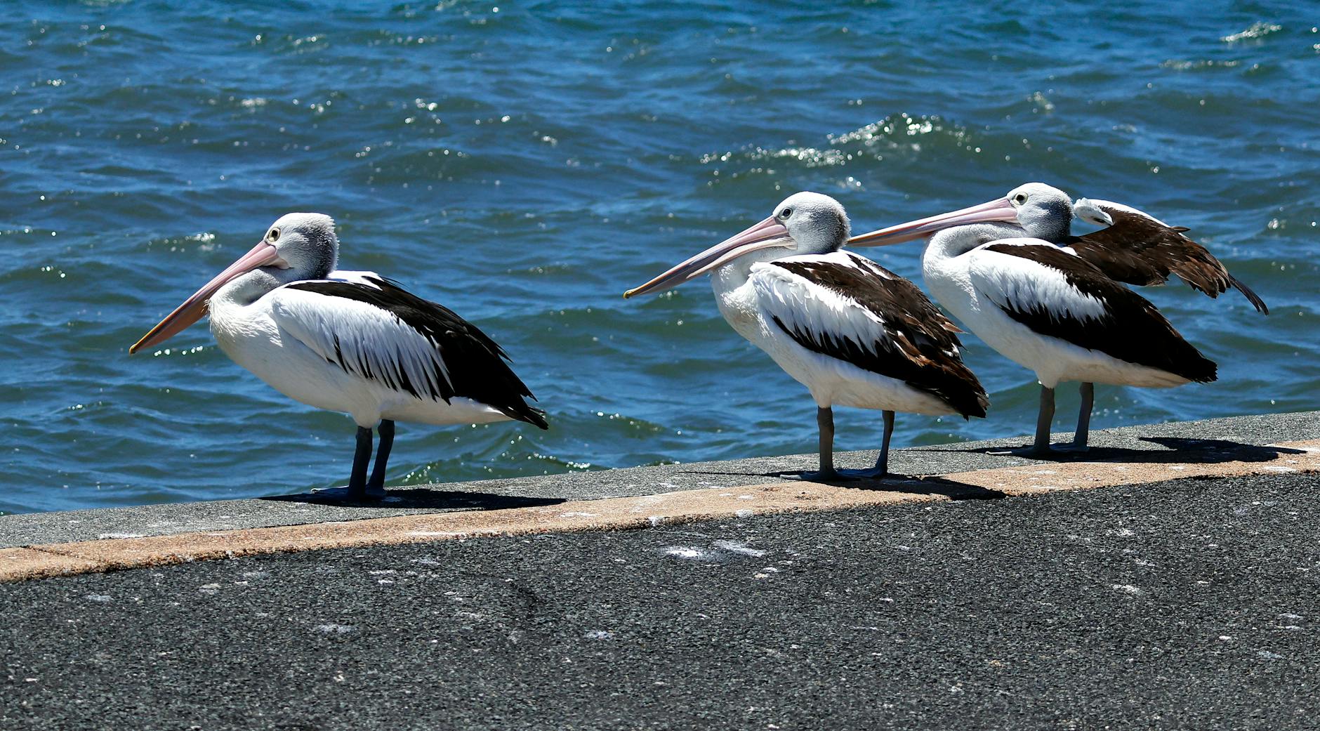 cazare-delta-dunarii-TxJg